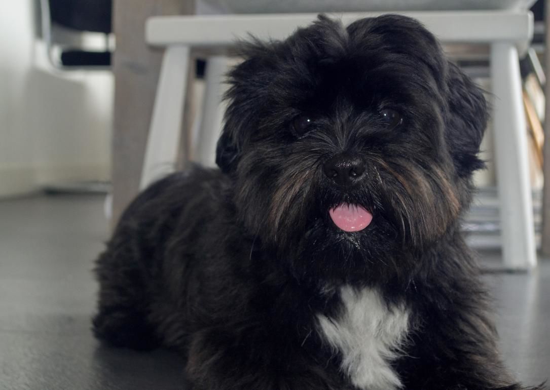 #36. Affenpinscher